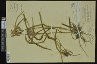 Tradescantia hirsuticaulis image