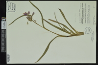 Tradescantia hirsuticaulis image