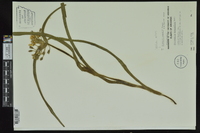 Tradescantia hirsuticaulis image