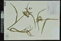 Tradescantia hirsuticaulis image