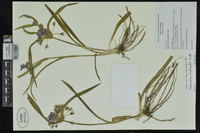 Tradescantia hirsuticaulis image