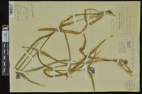 Tradescantia hirsuticaulis image