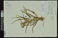 Tradescantia hirsuticaulis image