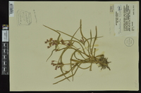 Tradescantia hirsuticaulis image