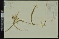 Tradescantia hirsuticaulis image