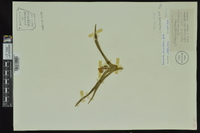 Tradescantia hirsuticaulis image