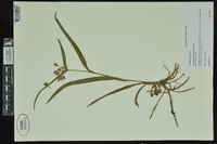 Tradescantia hirsuticaulis image