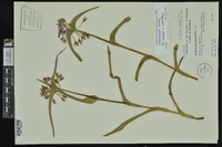 Tradescantia hirsuticaulis image