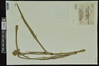 Tradescantia hirsutiflora image