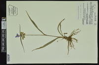 Tradescantia hirsutiflora image