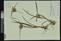 Tradescantia hirsutiflora image