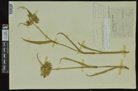 Tradescantia hirsutiflora image