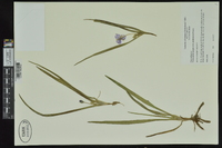 Tradescantia longipes image