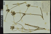 Tradescantia occidentalis image