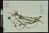 Tradescantia occidentalis image