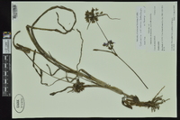 Tradescantia occidentalis image