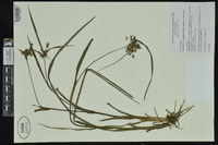 Tradescantia occidentalis image