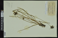 Tradescantia occidentalis image