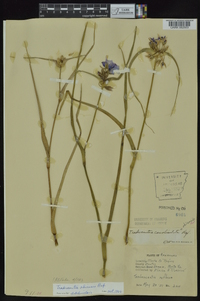 Tradescantia ohiensis image