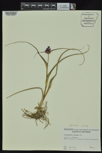 Tradescantia ohiensis image