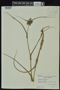 Tradescantia ohiensis image