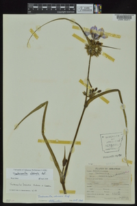 Tradescantia ohiensis image