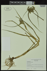 Tradescantia ohiensis image