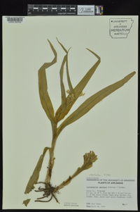 Tradescantia ozarkana image