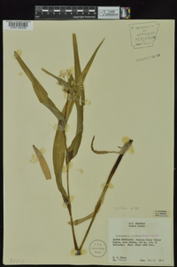 Tradescantia ozarkana image