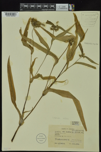 Tradescantia ozarkana image