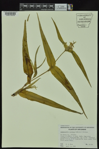 Tradescantia ozarkana image