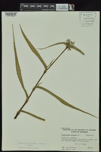 Tradescantia ohiensis image