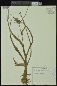 Tradescantia ohiensis image