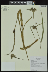 Tradescantia ohiensis image