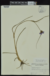 Tradescantia ohiensis image