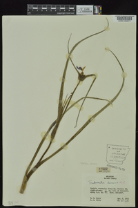 Tradescantia ohiensis image