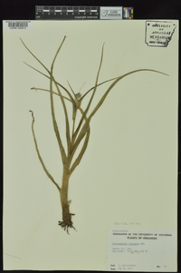 Tradescantia ohiensis image