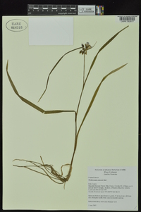 Tradescantia ohiensis image