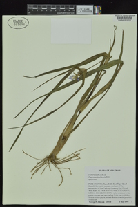 Tradescantia ohiensis image