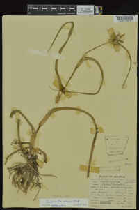 Tradescantia ohiensis image