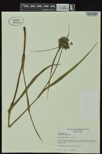 Tradescantia ohiensis image