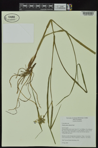 Tradescantia ohiensis image