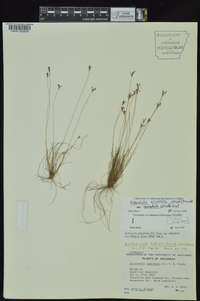 Bulbostylis ciliatifolia var. coarctata image