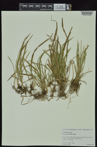 Carex abscondita image