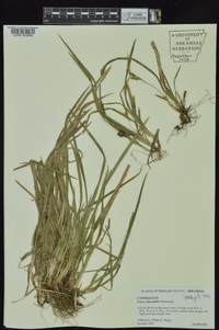 Carex abscondita image