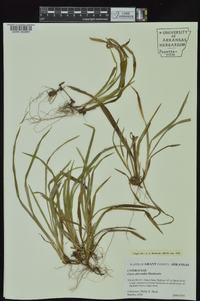 Carex abscondita image