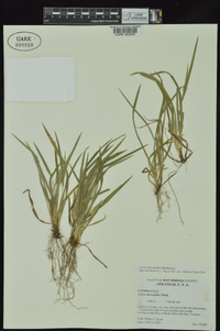 Carex abscondita image