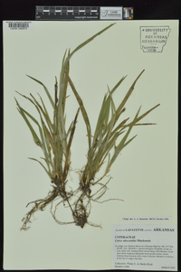 Carex abscondita image