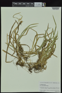 Carex abscondita image