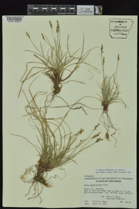 Carex albicans var. albicans image